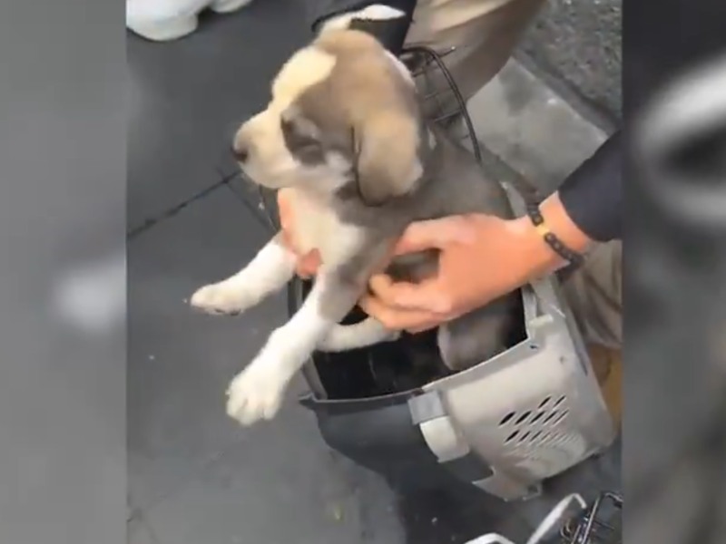 Los cachorros y crías eran utilizados para solicitar donaciones. Foto: SSC
