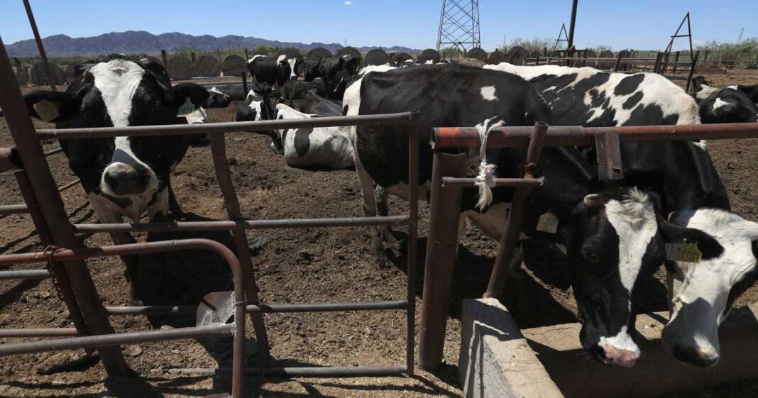 Personal de la Secretaría de Agricultura realiza inspecciones sanitarias en el norte de México para controlar la plaga del gusano barrenador del ganado. Foto: EFE