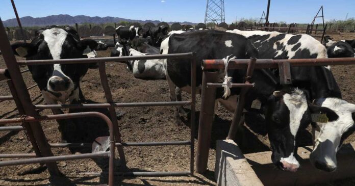 Personal de la Secretaría de Agricultura realiza inspecciones sanitarias en el norte de México para controlar la plaga del gusano barrenador del ganado. Foto: EFE