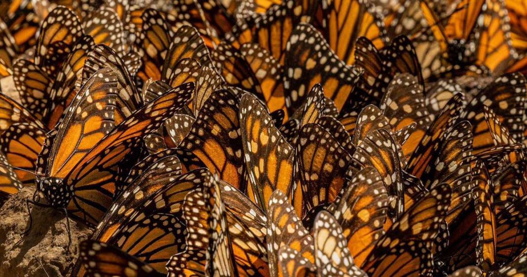 Millones de mariposas monarcas cubren los bosques de oyamel en Michoacán, un espectáculo natural que cada año atrae miles de visitantes. Foto: EFE