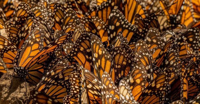 Millones de mariposas monarcas cubren los bosques de oyamel en Michoacán, un espectáculo natural que cada año atrae miles de visitantes. Foto: EFE