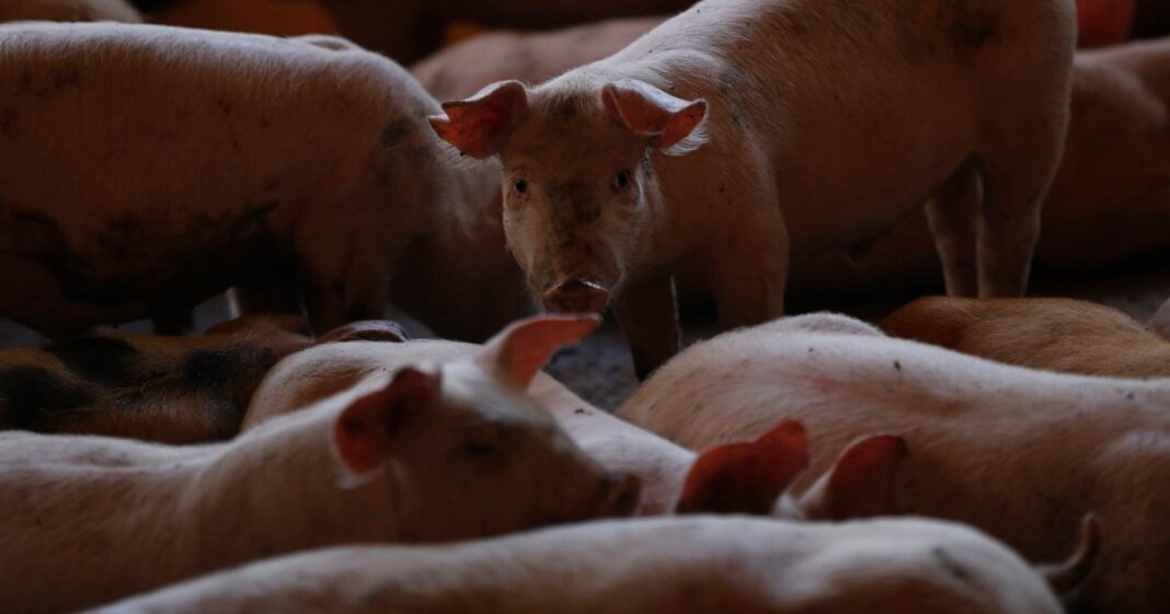 México suspende la importación de carne de cerdo y derivados desde España tras detectarse un brote de peste porcina africana en Barcelona. Foto: EFE