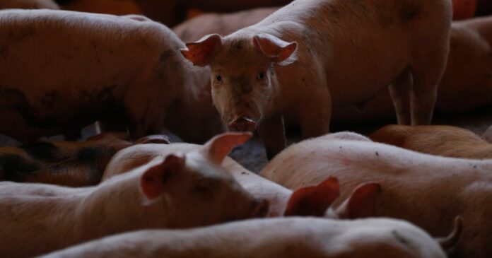 México suspende la importación de carne de cerdo y derivados desde España tras detectarse un brote de peste porcina africana en Barcelona. Foto: EFE