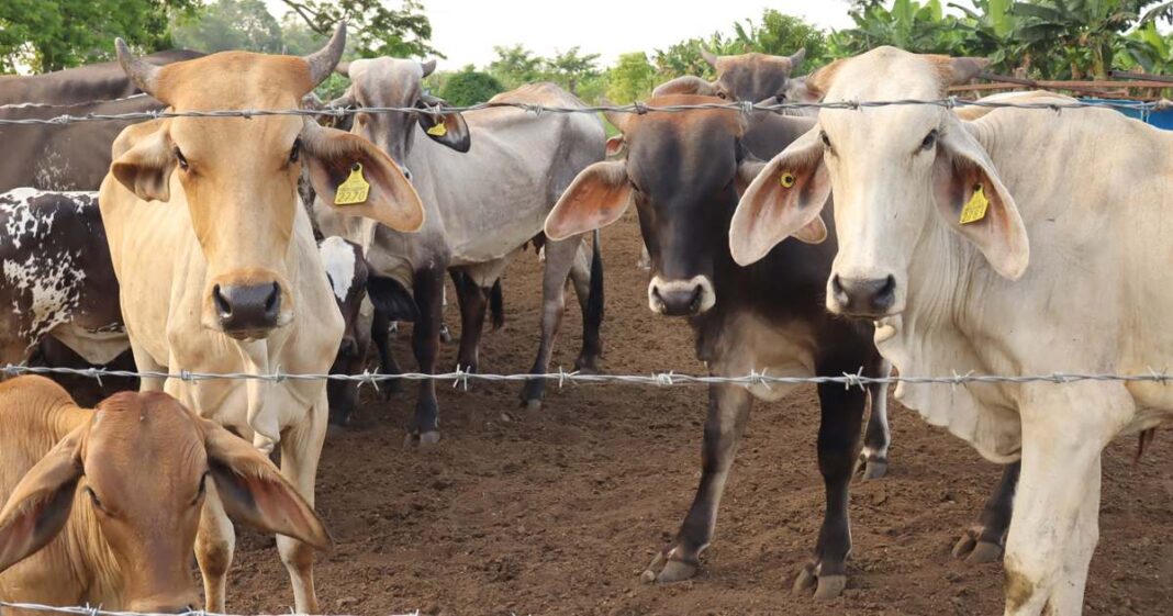 México intensifica acciones sanitarias para controlar la plaga del gusano barrenador del ganado. Foto: EFE/Archivo