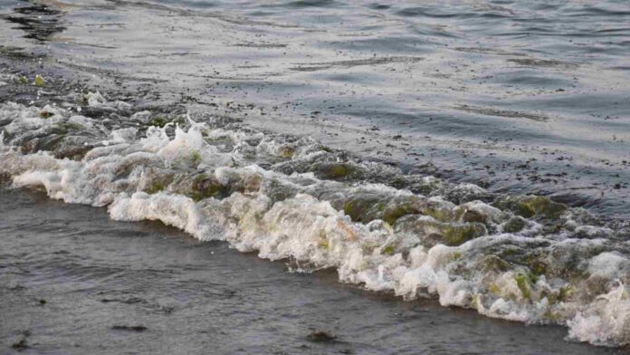 Las playas de Veracruz están afectadas por el derrame de hidrocarburo en el Golfo de México. Foto: EFE/Miguel Victória