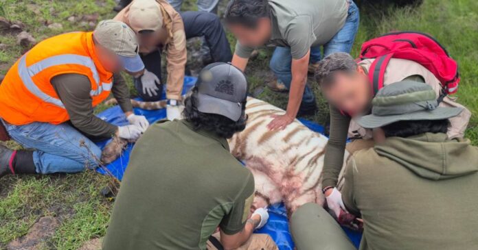 Kenzo, un tigre de Bengala que escapó de un recinto privado en el Estado de México, murió tras un operativo de rescate. Foto: @PROFEPA_Mx en X